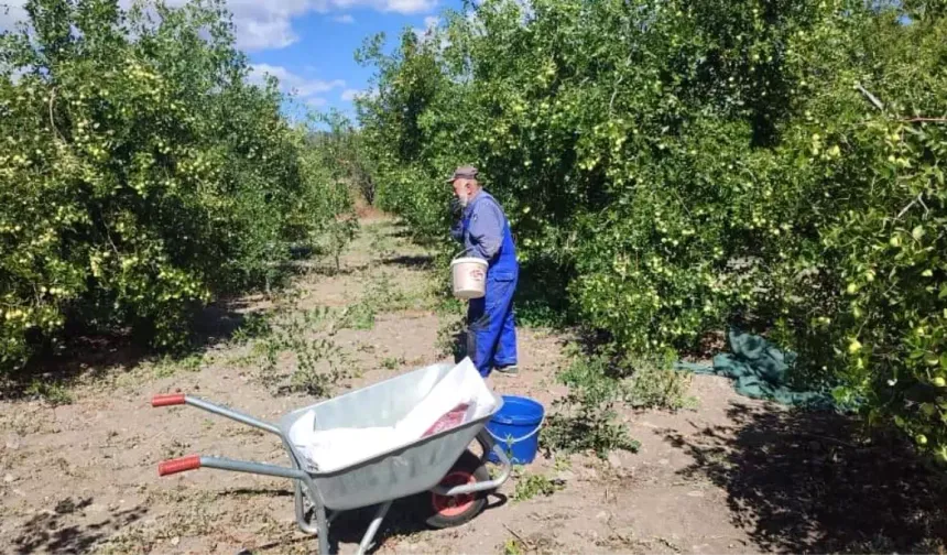 Güdül'de Hünnap Meyvesi Hasadı Başladı