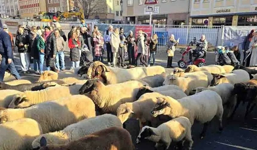 Almanya Nürnberg Şehir Merkezinden Koyunlar Geçti