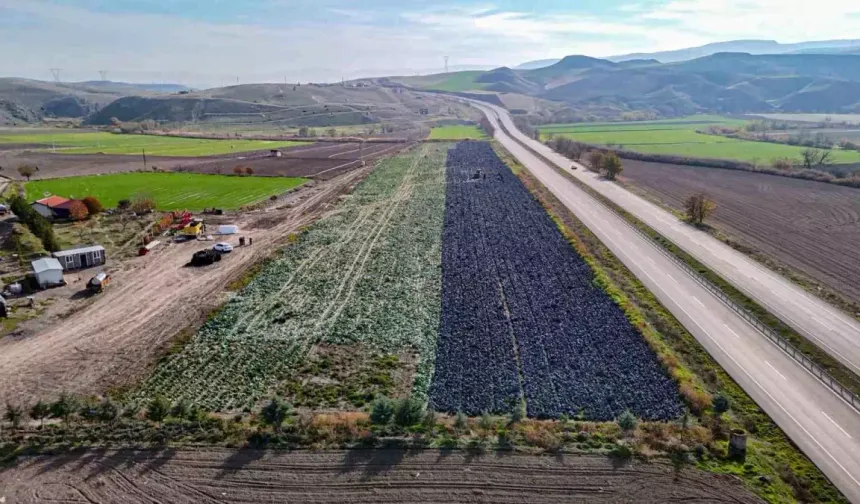 Beypazarı'nda Mor Lahana Hasadı Sona Yaklaştı