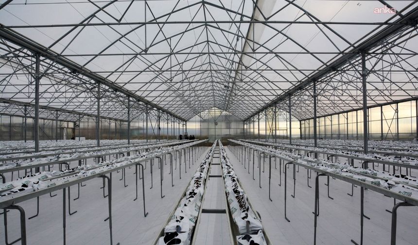 Kahramankazan'da Termal Sera İle Verimli Üretim Başlıyor