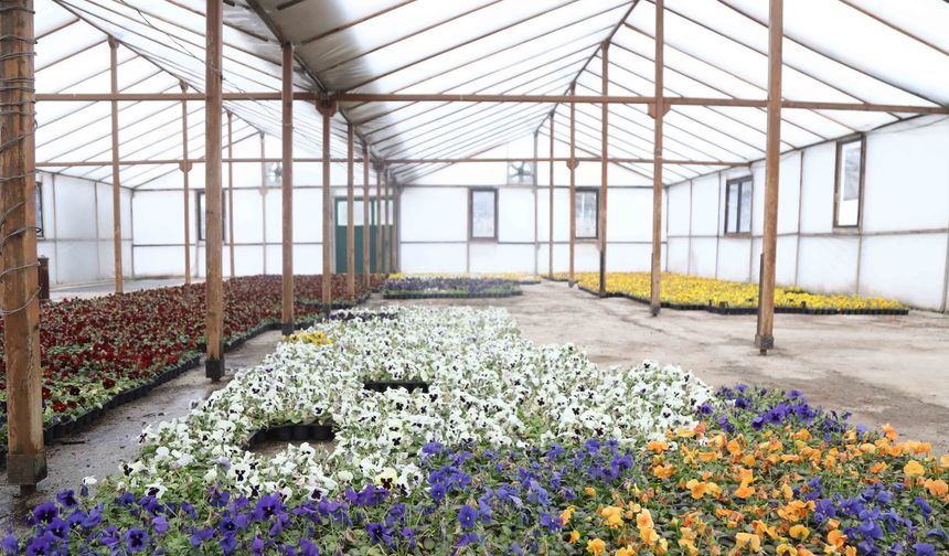 Çankaya Belediyesi'nden Su Kaynaklarına Duyarlı Çiçek Üretimi