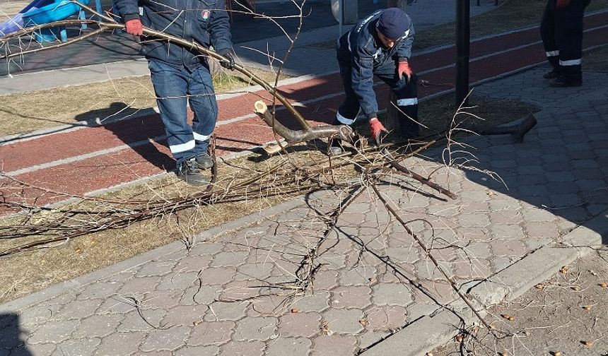 Sincan'da Budama ve Ağaç Dikimi Çalışması Yapılıyor