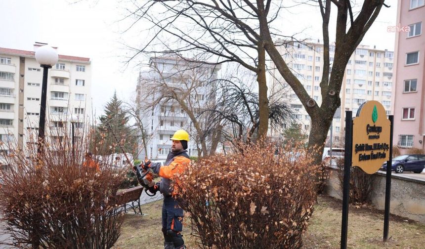 Çankaya’da Budama Çalışmaları Hızlandı