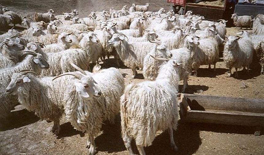 Ankara Keçileri Kış Bakımında