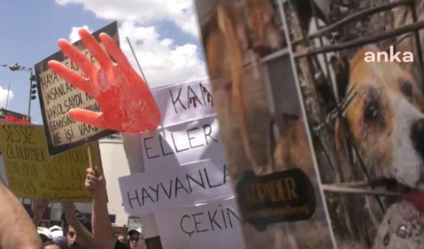 Ankara'da Köpeklere Cinsel Saldırı Davasında Doktorun Cezasında İndirim