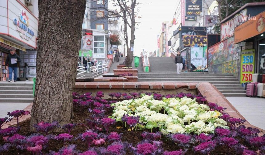 Çansera'dan Kızılay'a Renkli Kış Çiçekleri