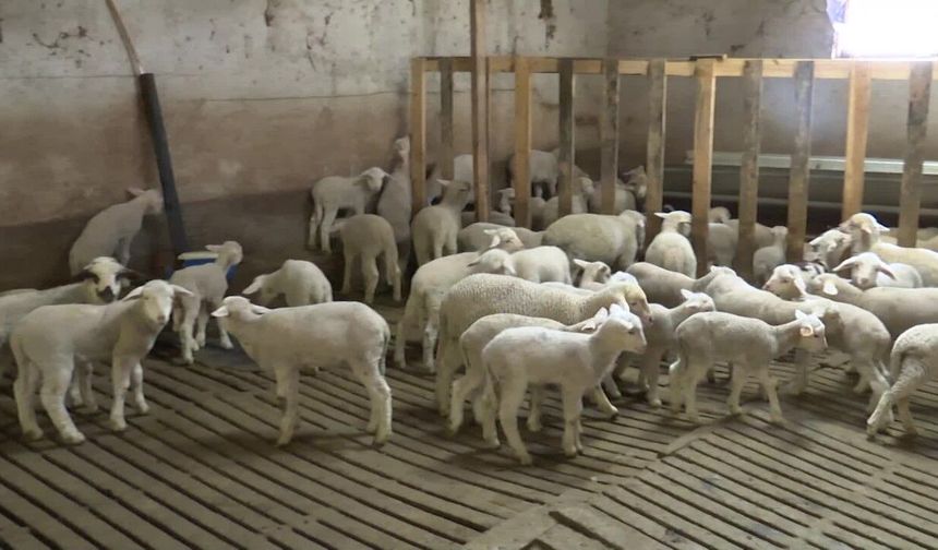 ABB ile Ankara Veteriner Hekimleri Odası'ndan "Veteriner Hekimliği Hizmet Projesi"