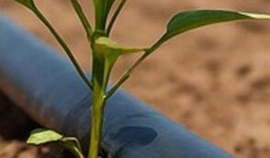 Mansur Yavaş'tan Yüzde 50 Hibeli Damla Sulama Borusu Desteği