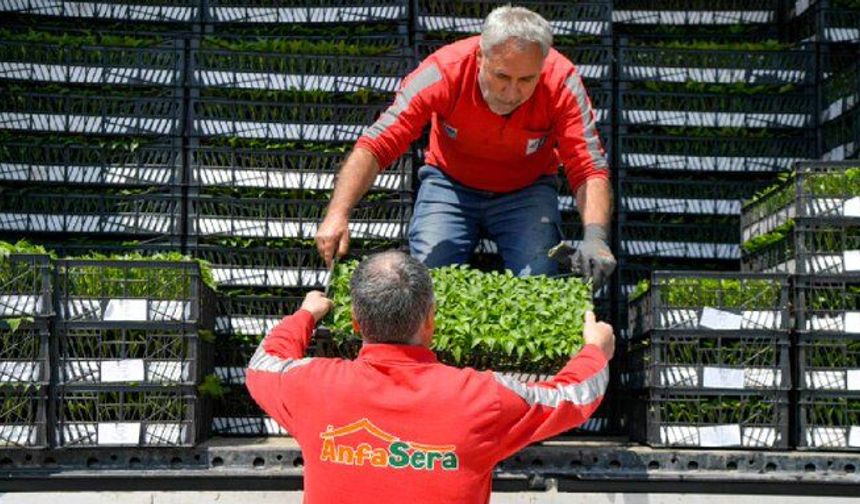 Mansur Yavaş'tan 8 İlçeye Erkenci Fide Desteği