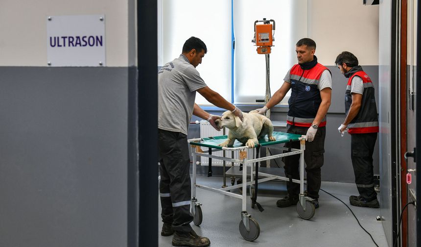 Ankara Büyükşehir Belediyesi'nden 8 Milyonun Üzerinde Sokak Hayvanına Veterinerlik Hizmeti
