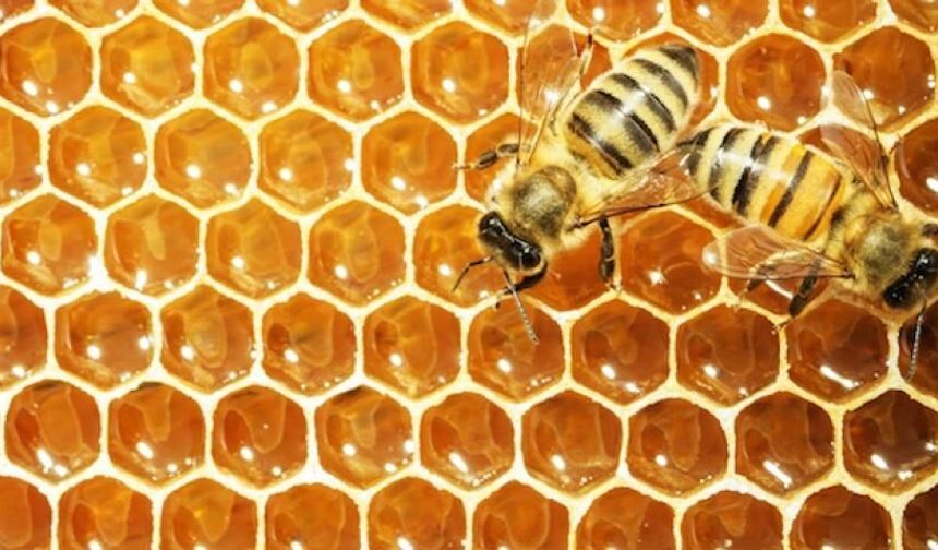 Başkent’te Arı Üretimi Destekleniyor: Arı Kovanı ve Fondan Arı Yemi Projeleri Başvuruya Açıldı