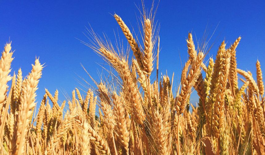 TMO'dan Buğday Fiyatlarına İlişkin Açıklama