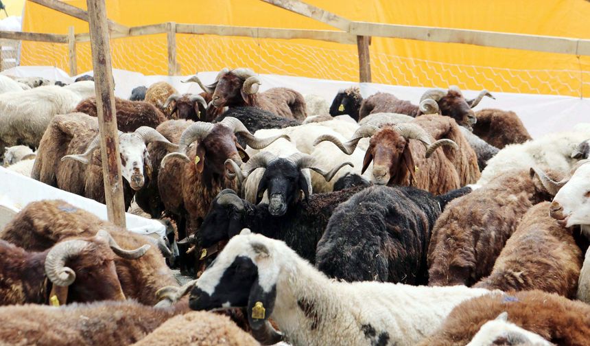 Kurbanlık Fiyatları Belli Oldu: Büyükbaşlar 700 Bin Liraya Kadar Çıktı