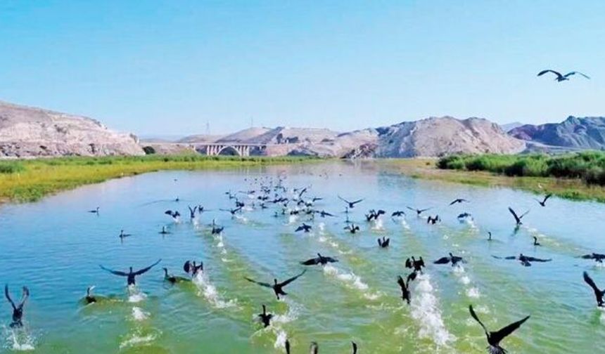 Nallıhan Kuş Cenneti Ziyaretçilerini Ağırlıyor