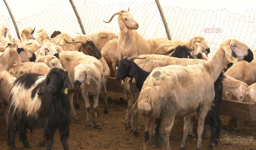 Kurban Kesimi Esnasında En Az 13 Bin 513 Kişi Yaralandı