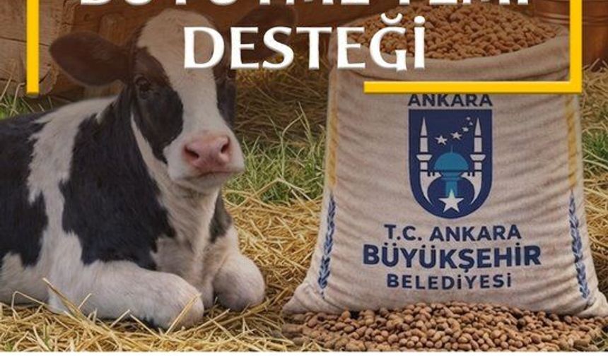 Mansur Yavaş'tan Türkiye’de Bir İlk: Buzağı Büyütme Yemi Desteği