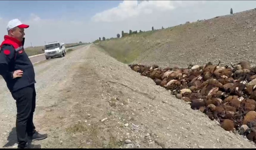 Arı Saldırısında Ölen Koyun Sayısı 816'ya Yükseldi