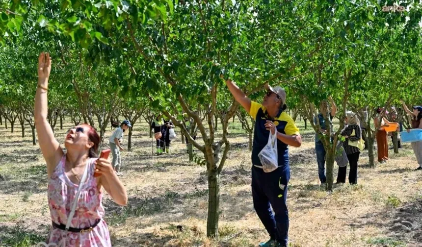 Başkentliler, Ankara Büyükşehir Belediyesi'nin Düzenlediği "Hasat Şenliği"nde Buluştu