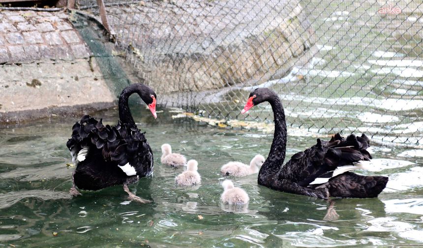 Ankara'nın Simge Mekanı Kuğulu Park'ta Yavru Heyecanı: 4 Yeni Yavru İle Kuğu Sayısı 18'e Yükseldi
