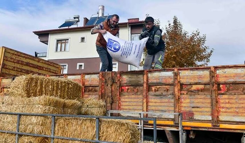 ATA Çiftliği’nde Yapılan Hasat Yüzde 100 Hibeyle Manda Yetiştiricilerine Ulaştırılıyor