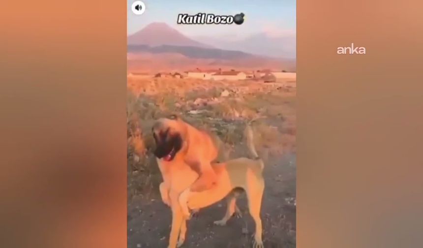 Köpek Dövüşü Yaptıran 3 Kişi Gözaltına Alındı