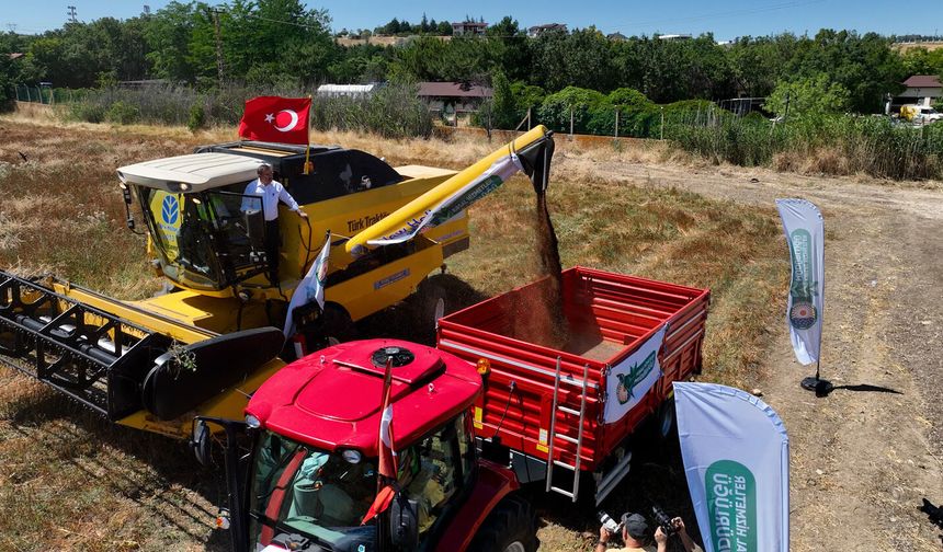 Gölbaşı Karabuğdayında Hasat Zamanı