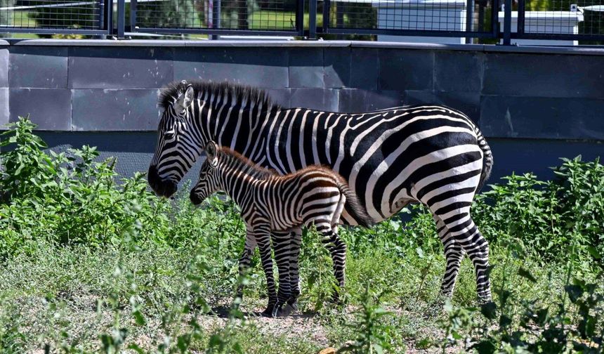 Başkentliler Seçti, Yavru Zebranın Adı "Pijamalı" Oldu