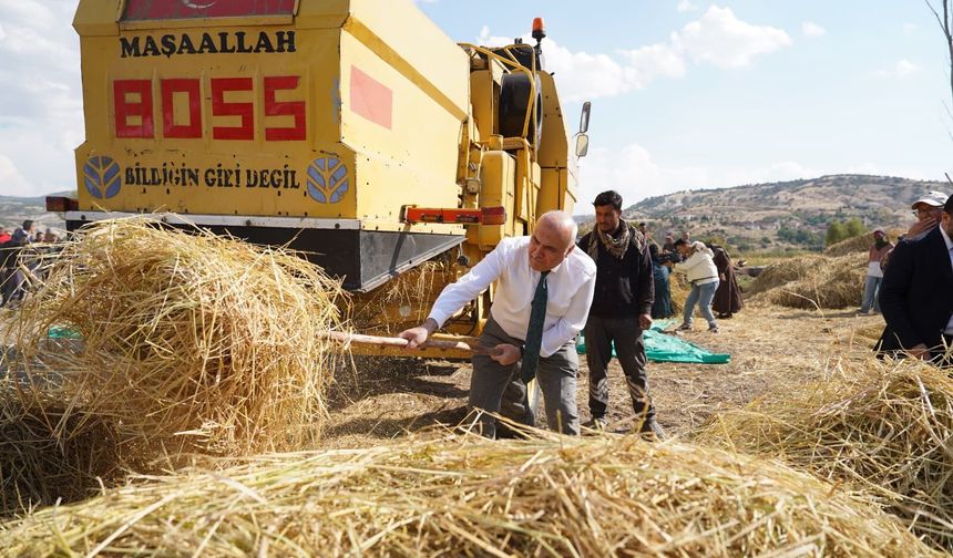 40 Yıllık Gelenek Yeniden Canlandı: Çeltikçi Pirinci'nde İkinci Hasat